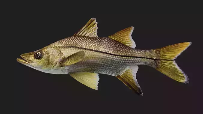 Snook Low-poly 3D model