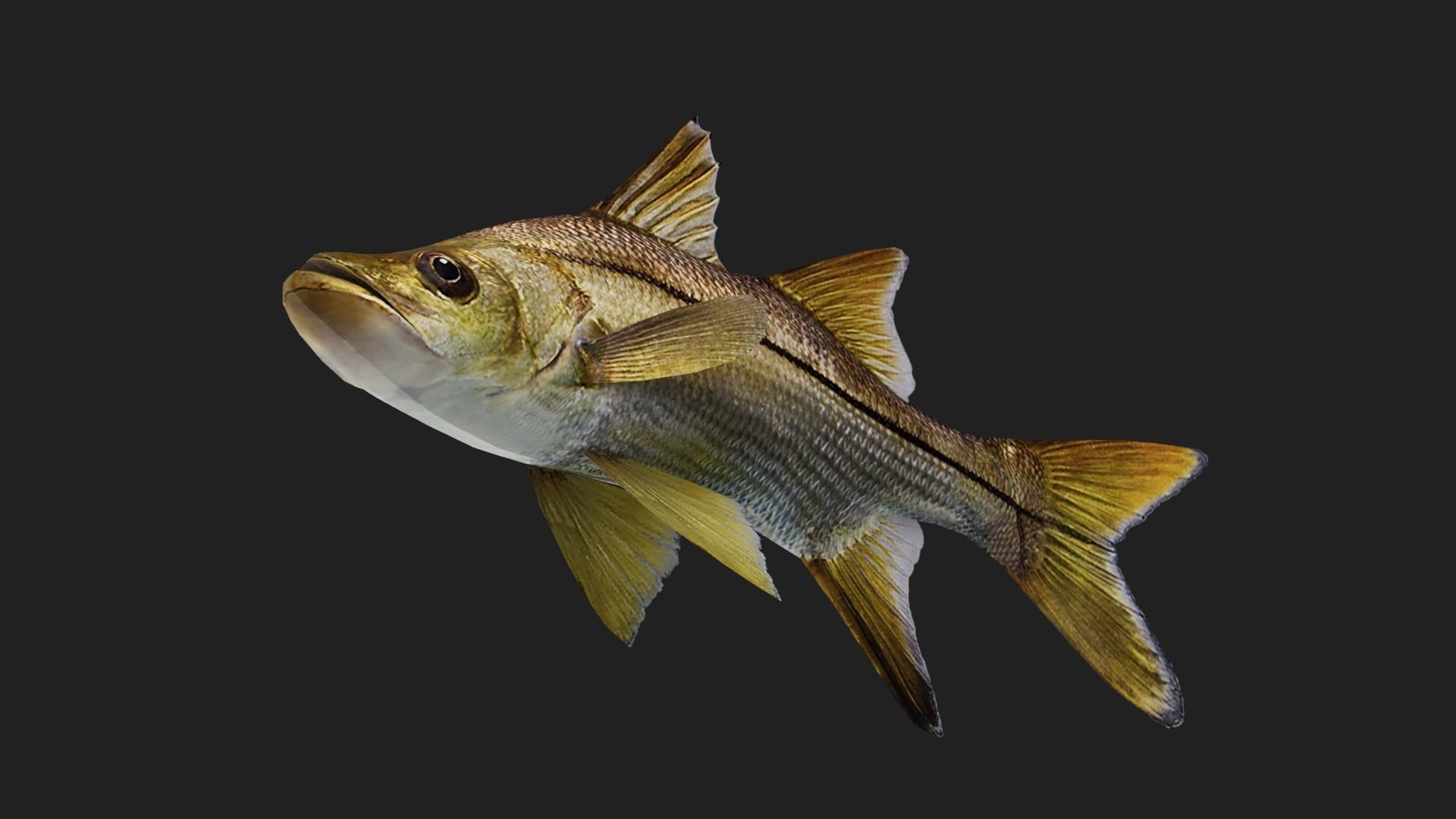 Snook Low-poly 3D model_2