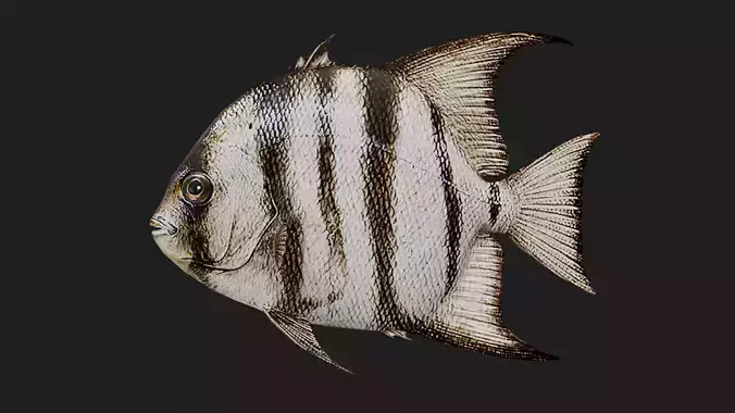 Spadefish