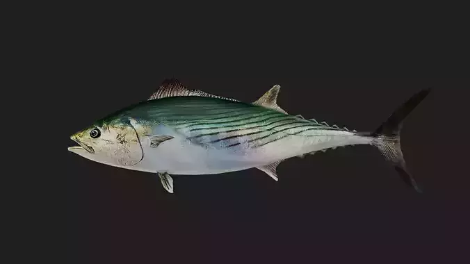 Tuna fish Low-poly 3D model
