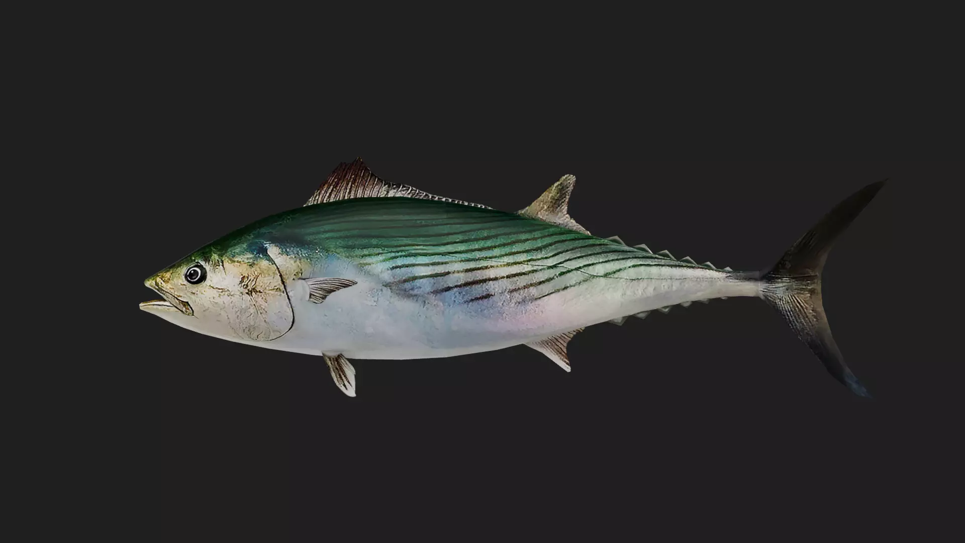 Tuna fish Low-poly 3D model_0