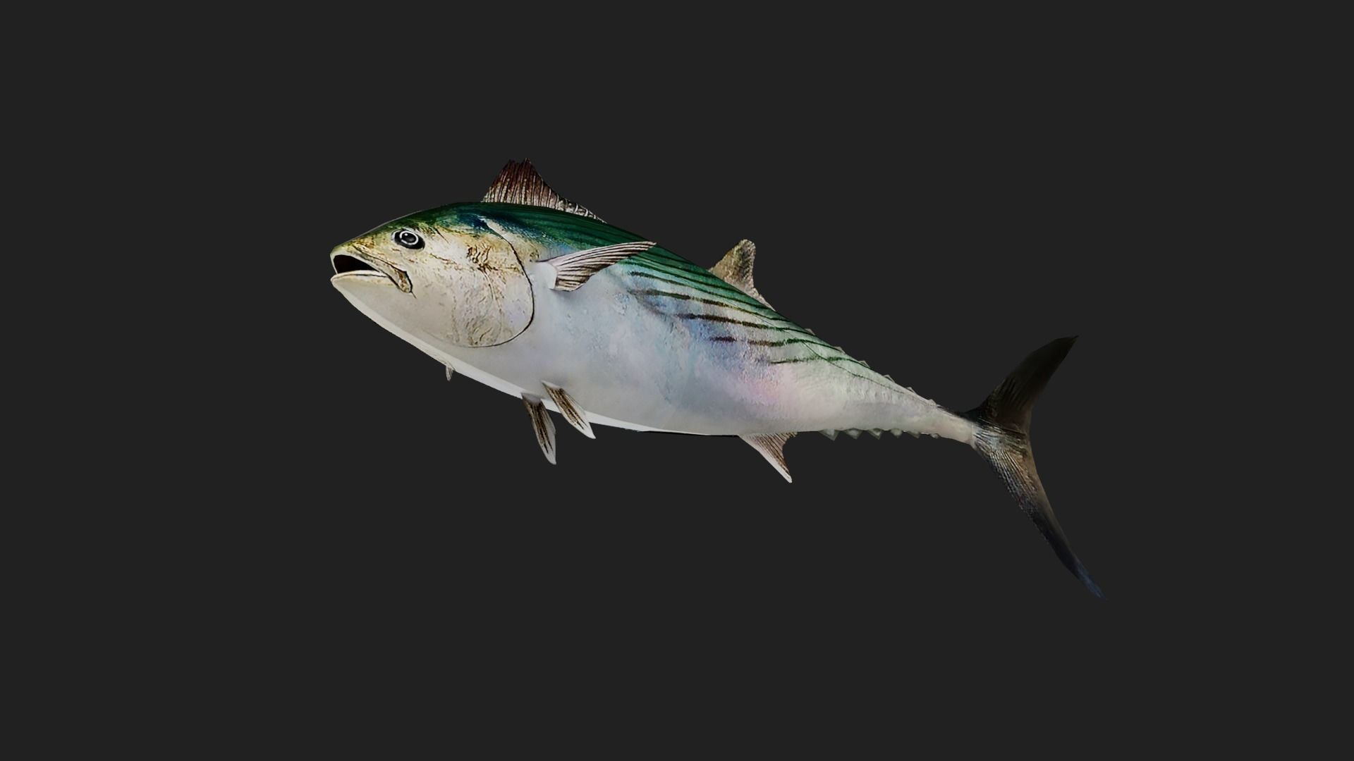 Tuna fish Low-poly 3D model_2