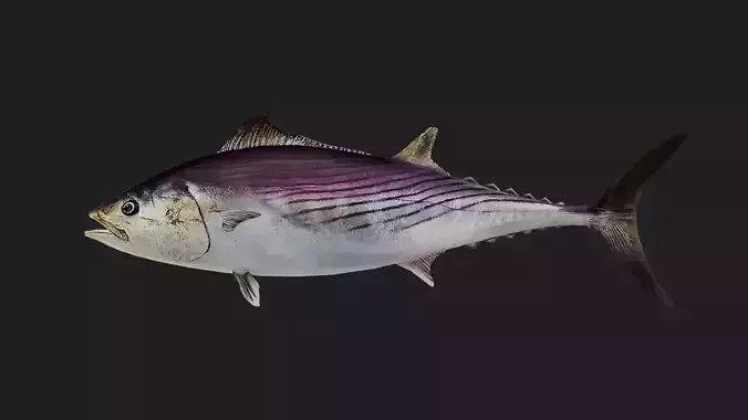 Tuna fish