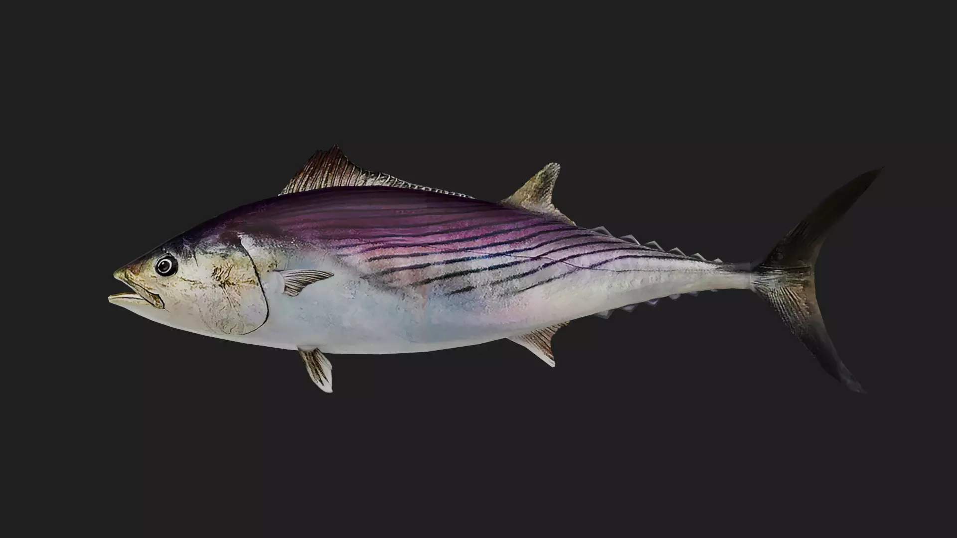 Tuna fish Low-poly 3D model_0