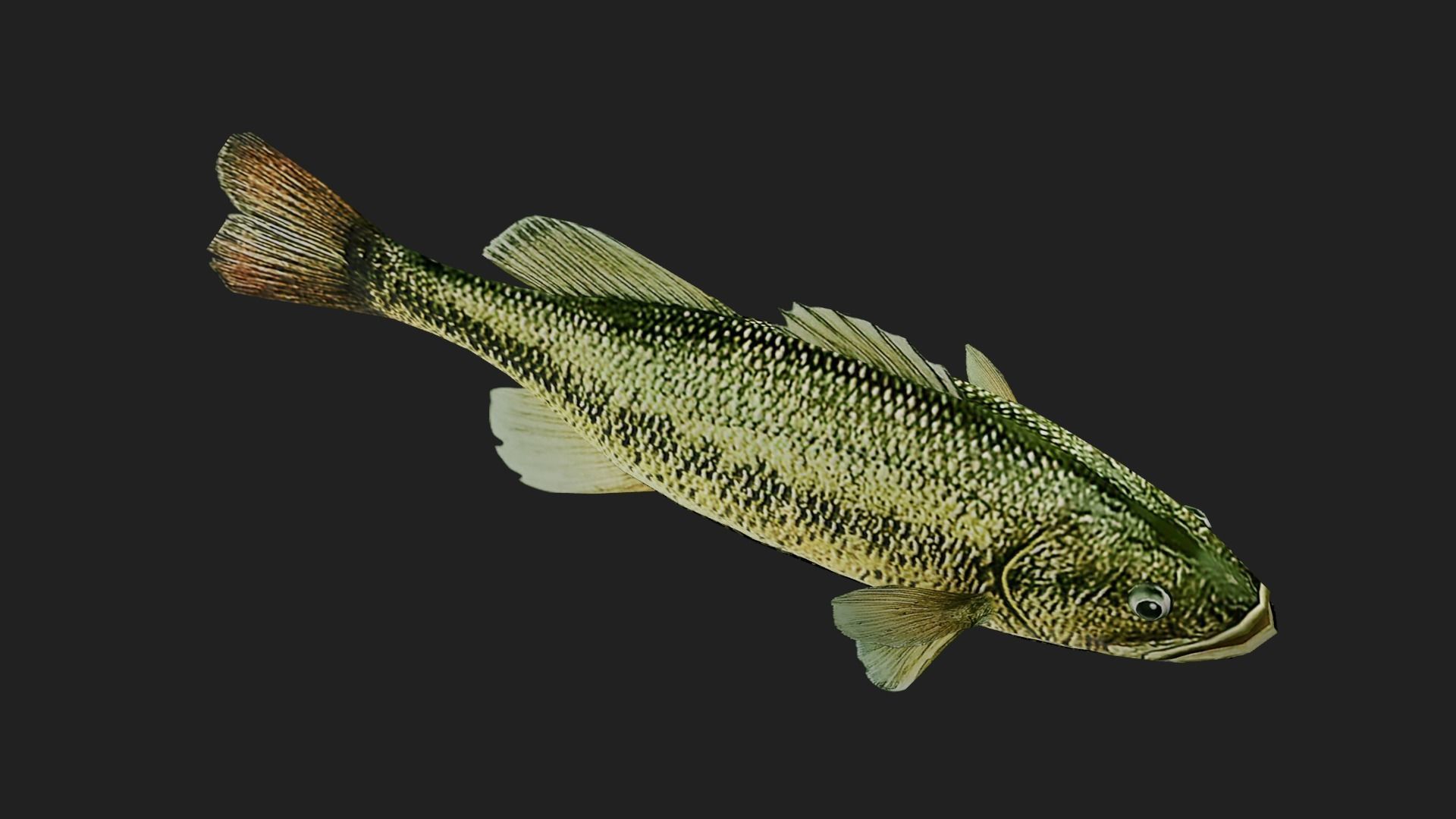 Bass fish Low-poly 3D model_4