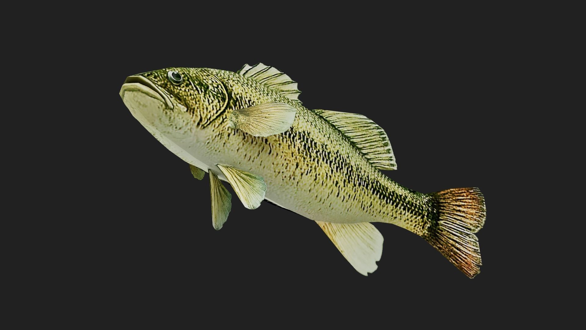 Bass fish Low-poly 3D model_2