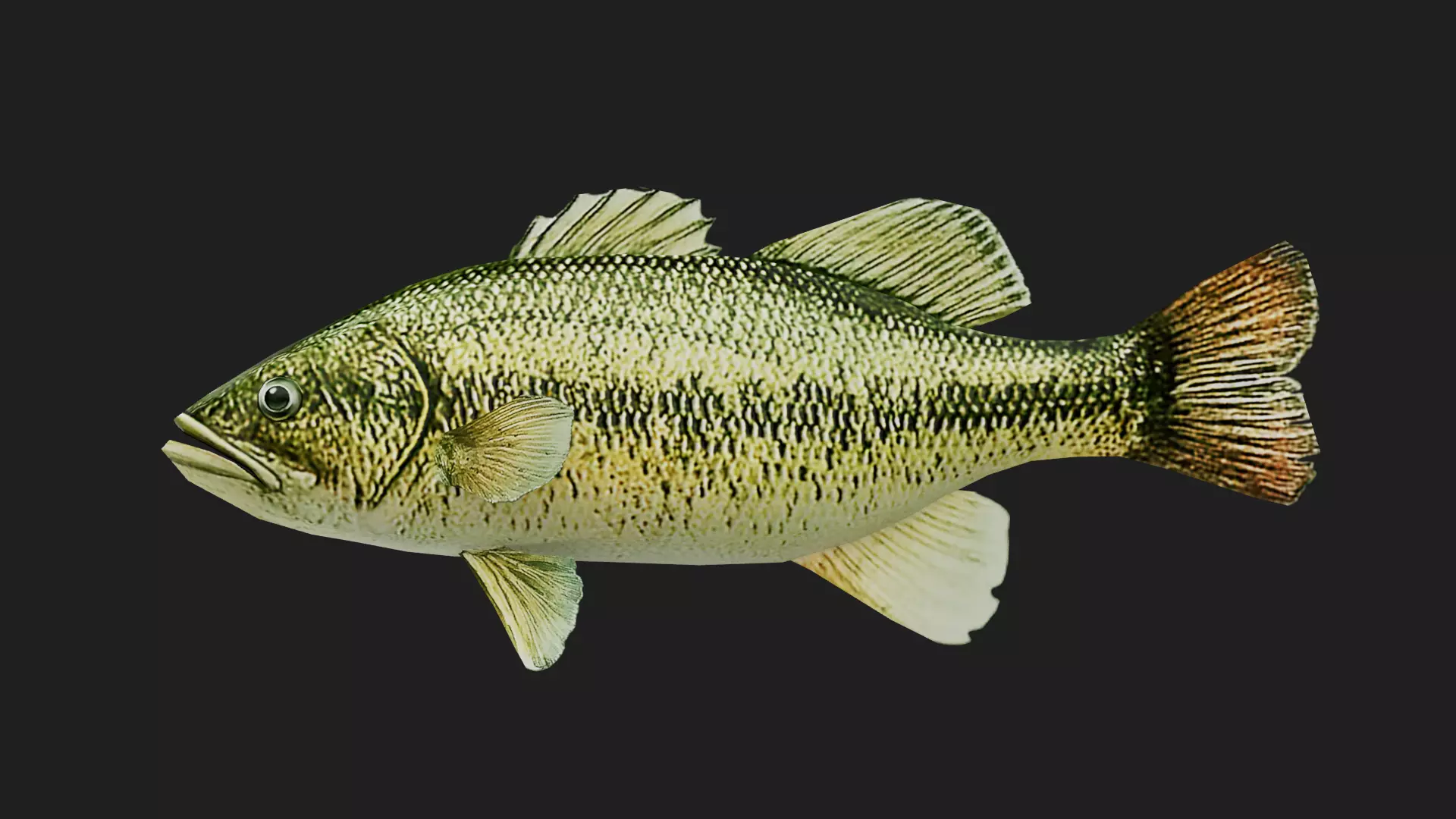 Bass fish Low-poly 3D model_0