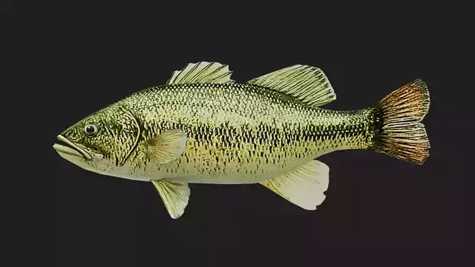 Bass fish Low-poly 3D model