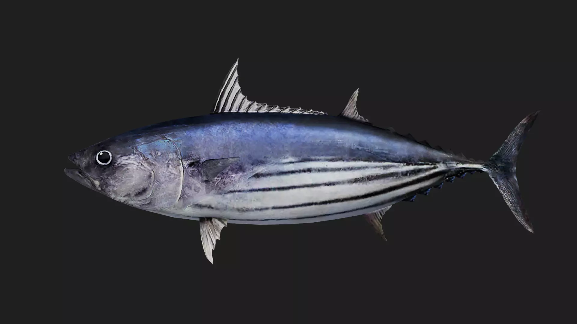 Bonito Low-poly 3D model