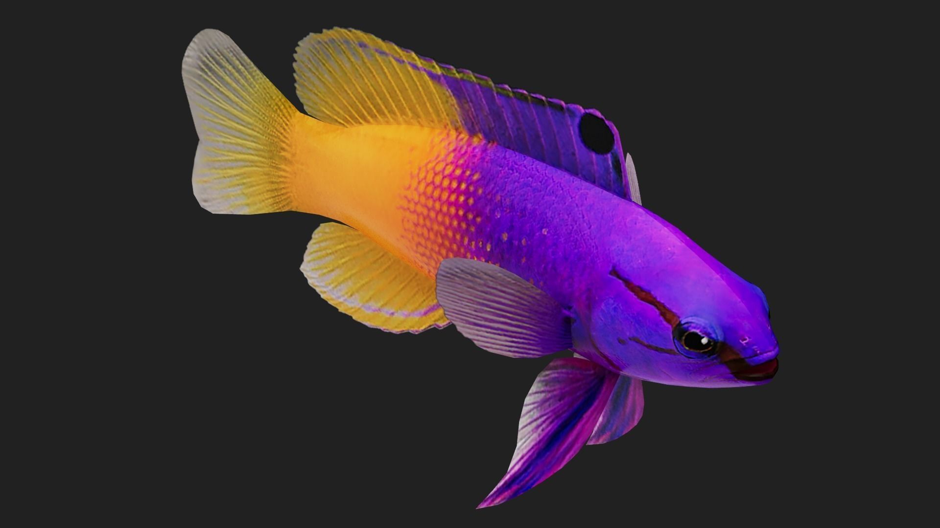 Grammidae Low-poly 3D model_4