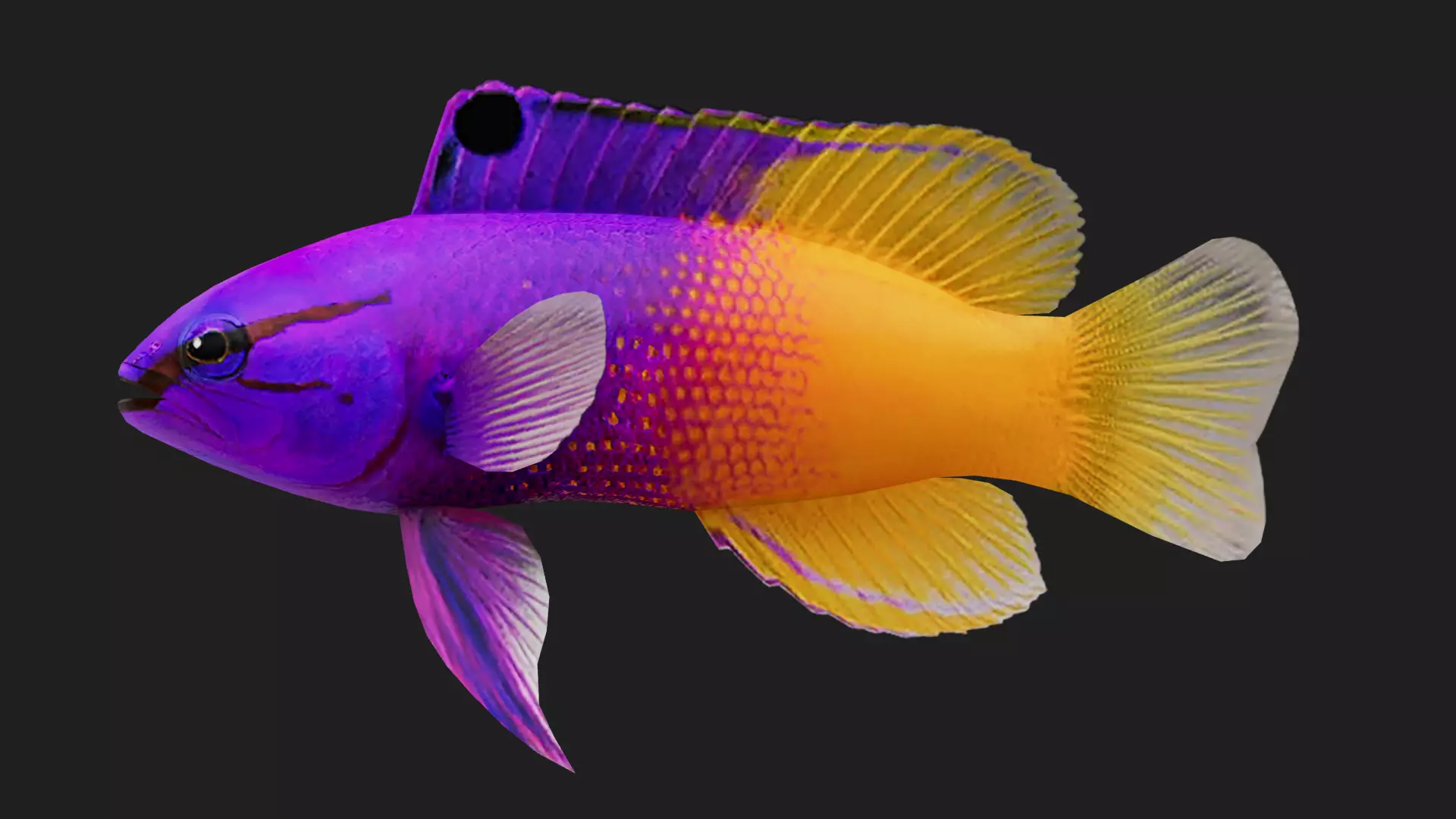 Grammidae Low-poly 3D model_0