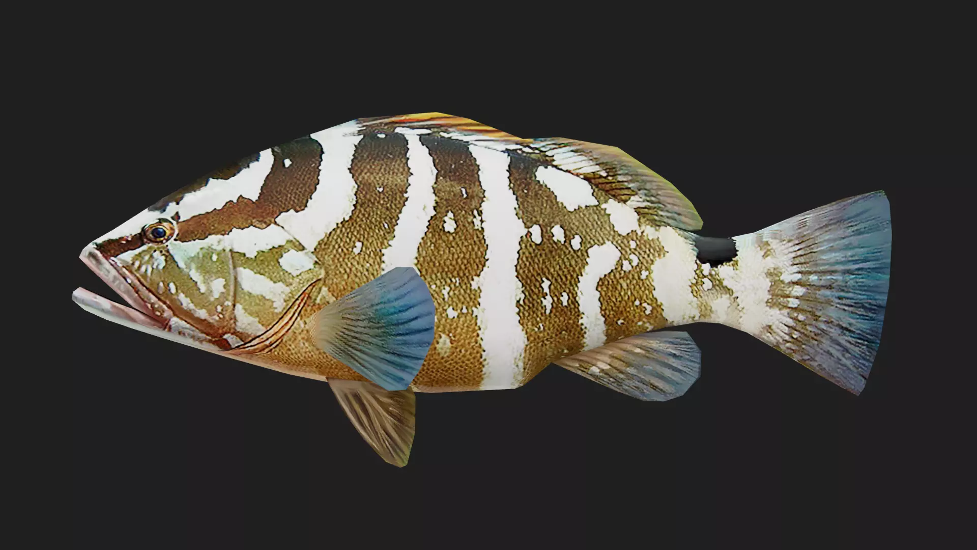 Grouper Low-poly 3D model_0