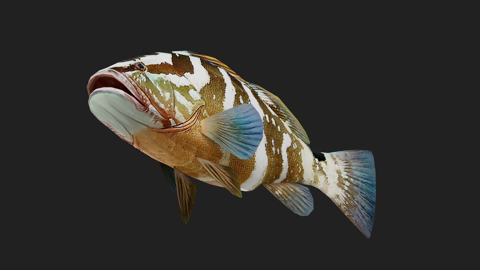 Grouper Low-poly 3D model_2