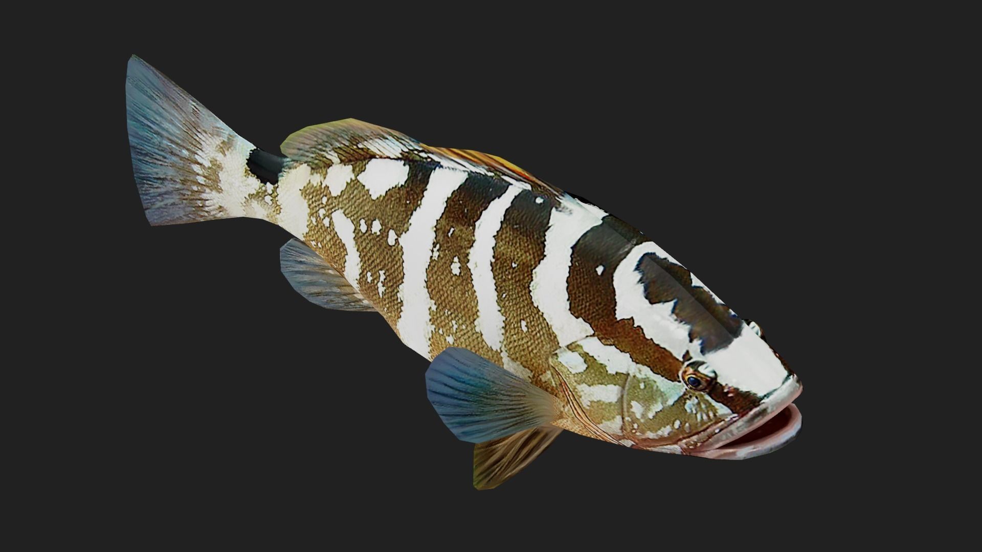 Grouper Low-poly 3D model_4