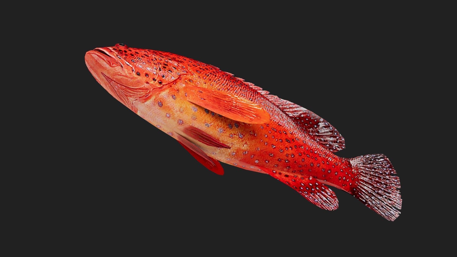 Grouper Low-poly 3D model_2