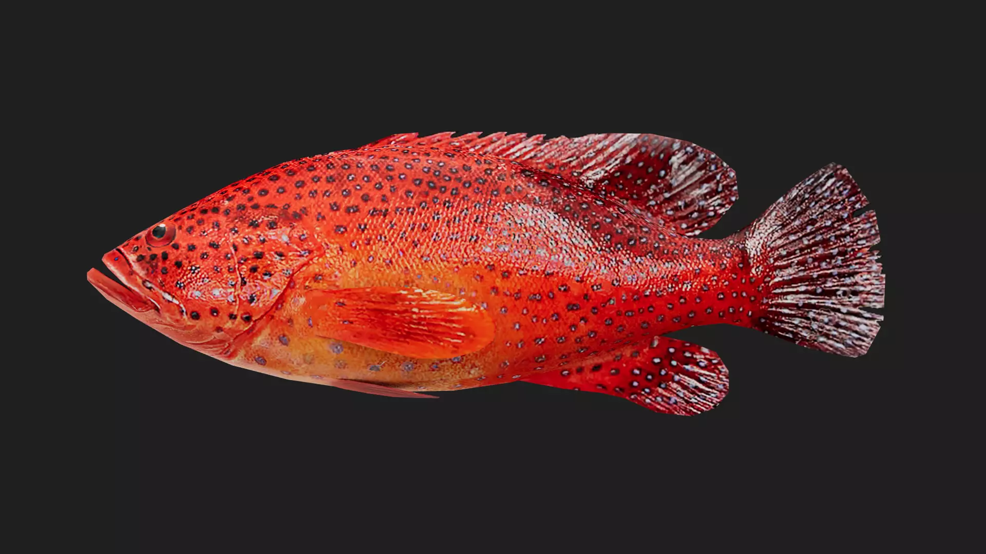 Grouper Low-poly 3D model_0