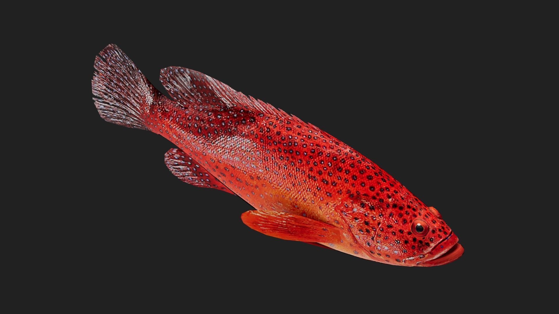 Grouper Low-poly 3D model_4