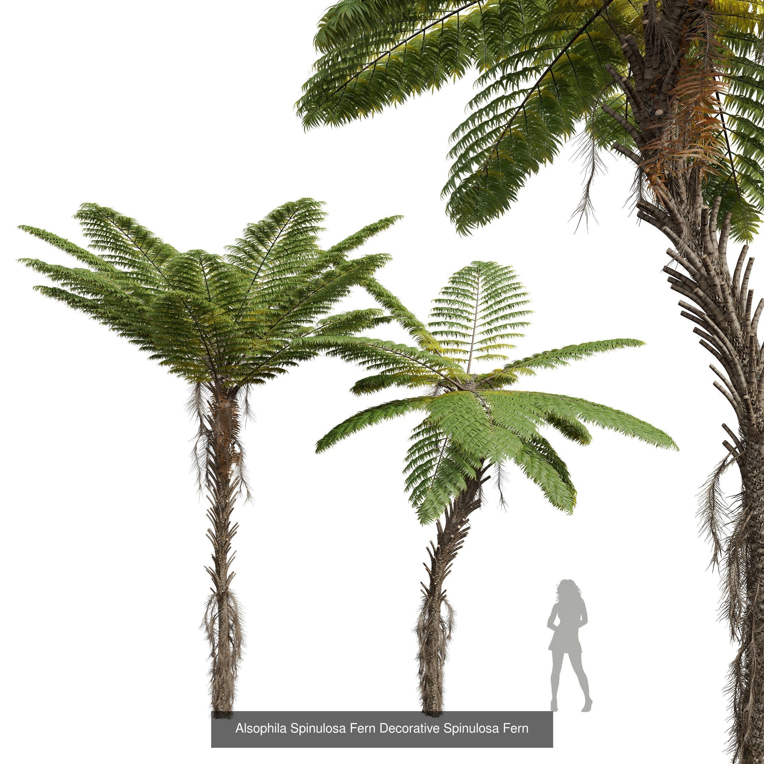 5 Different SETS of Tree SET VOL31 3D Model Collection_5