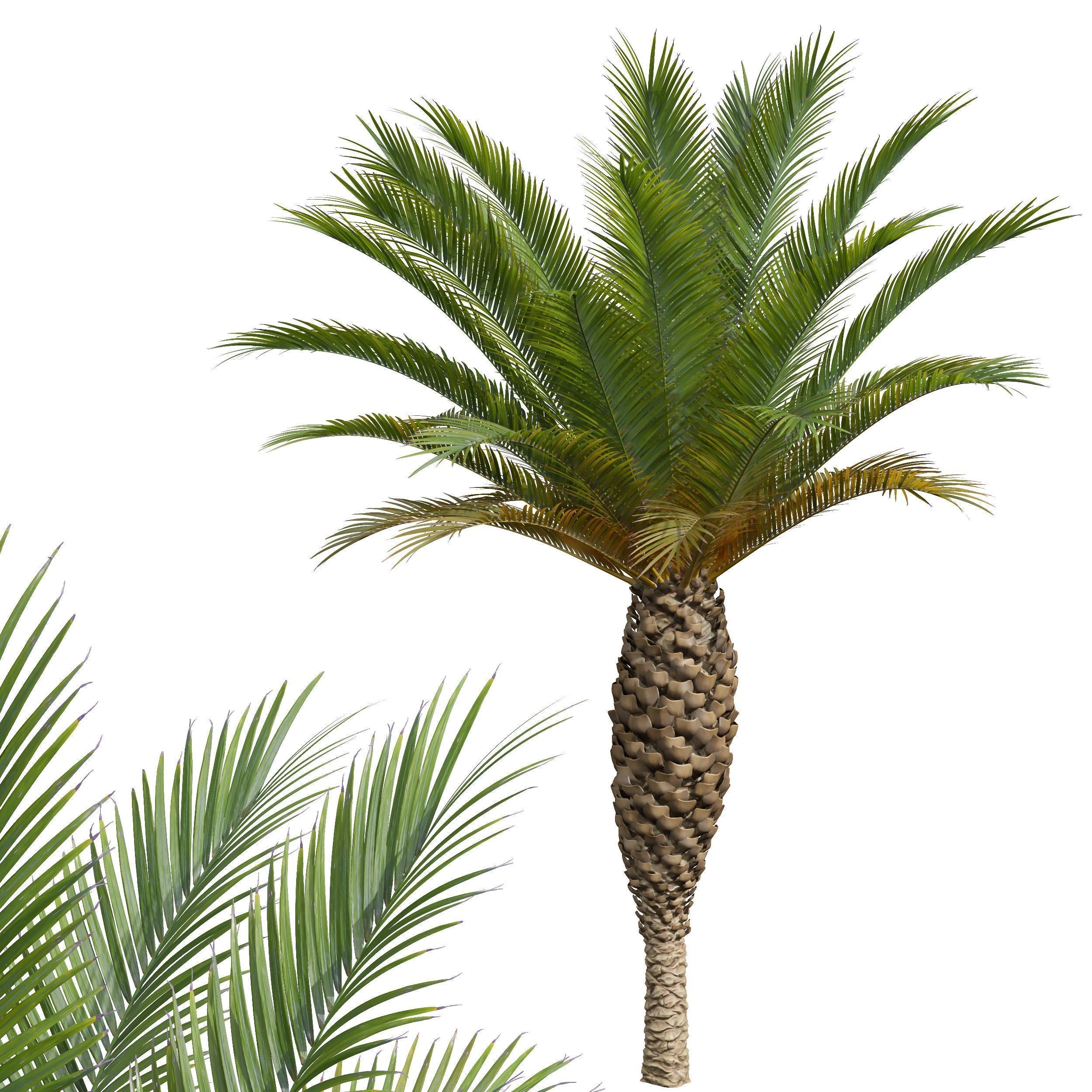 5 Different SETS of Tree SET VOL31 3D Model Collection_16