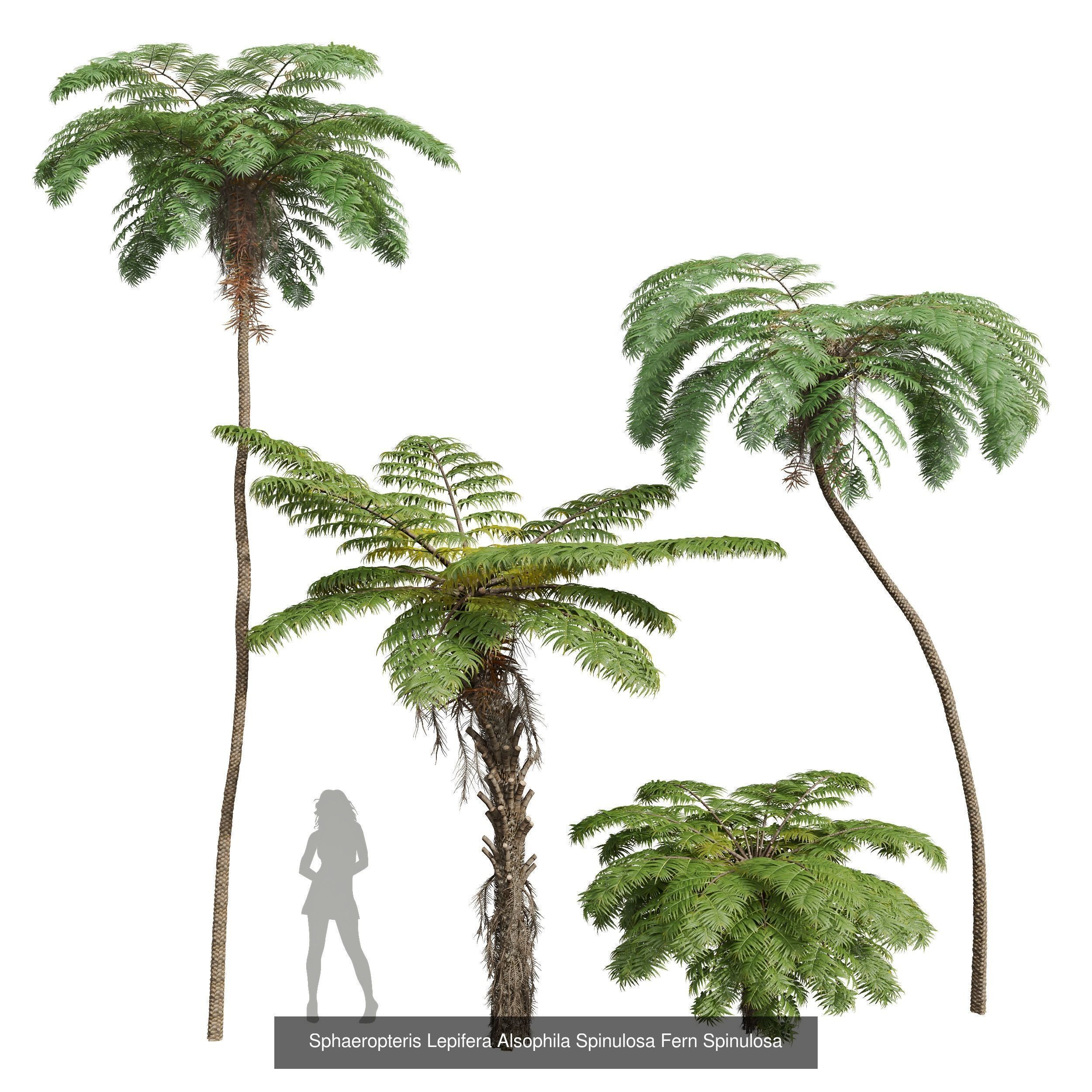 5 Different SETS of Tree SET VOL31 3D Model Collection_1