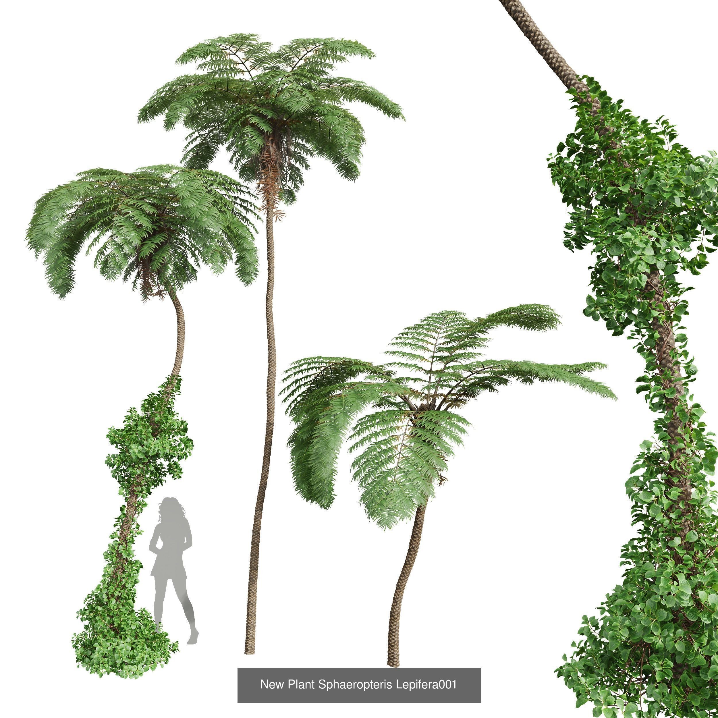 5 Different SETS of Tree SET VOL31 3D Model Collection_3
