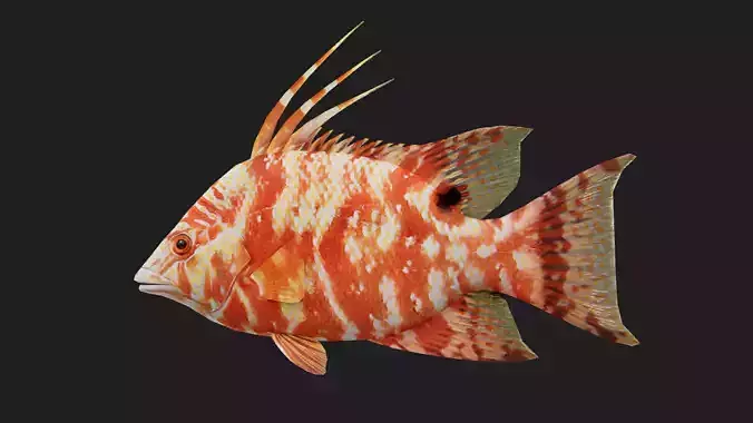 Hogfish Low-poly 3D model