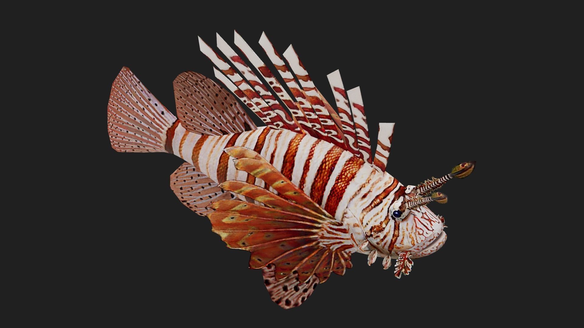 Lionfish Low-poly 3D model_2