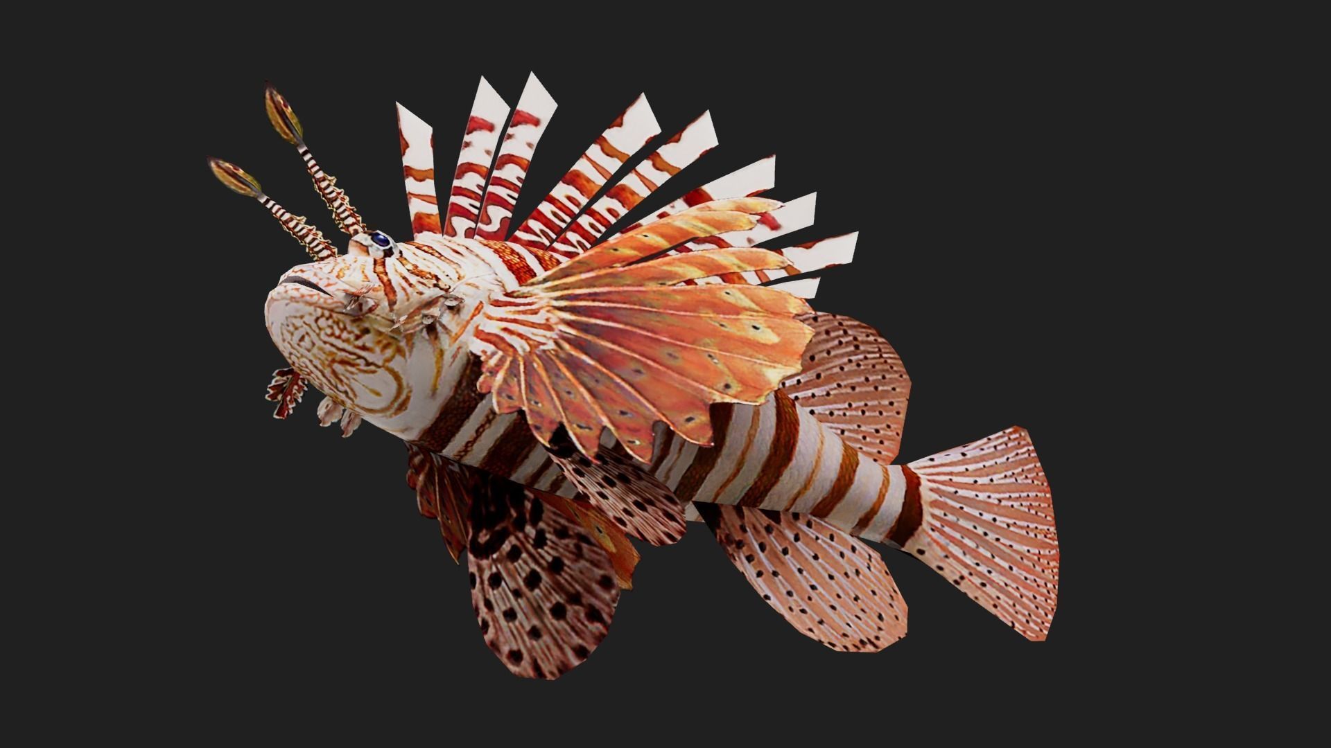 Lionfish Low-poly 3D model_4
