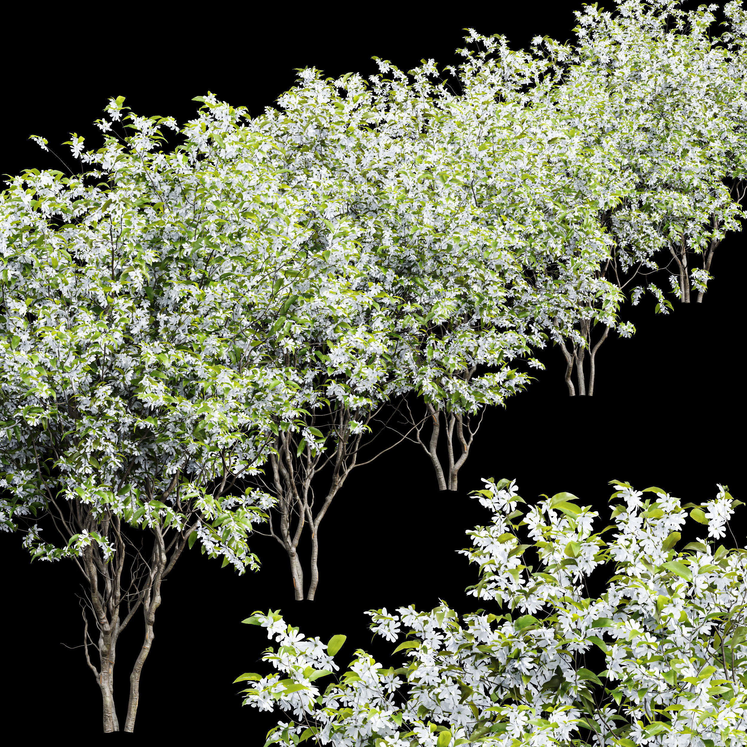  6 Different SETS of  Tree Bush SET VOL33 3D Model Collection_17