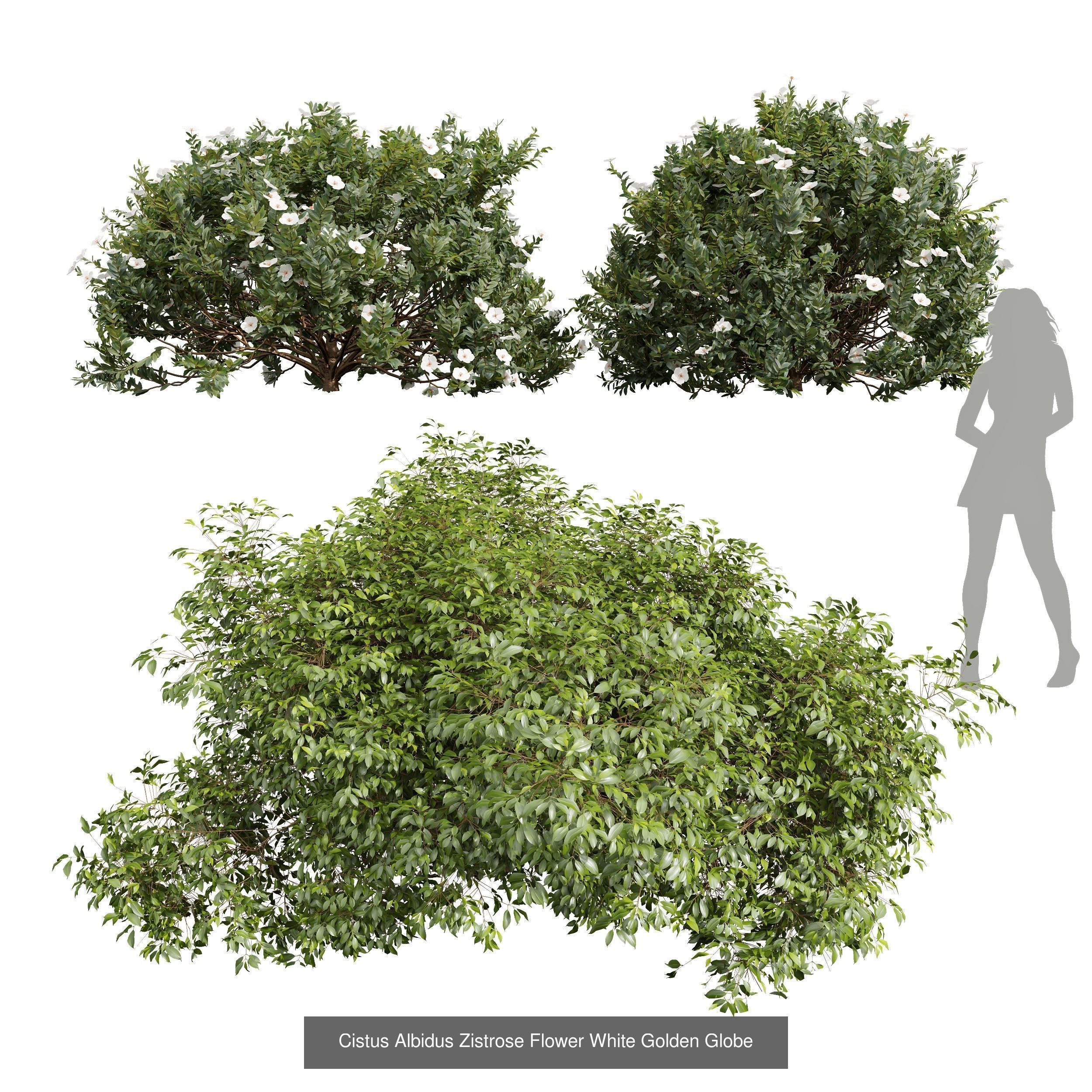  6 Different SETS of  Tree Bush SET VOL33 3D Model Collection_5