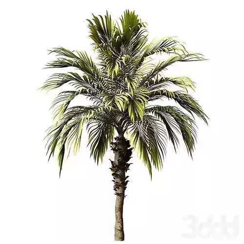 Palm Tree