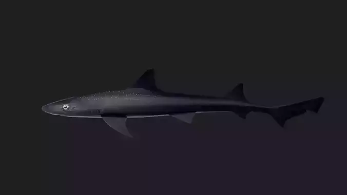 Shark