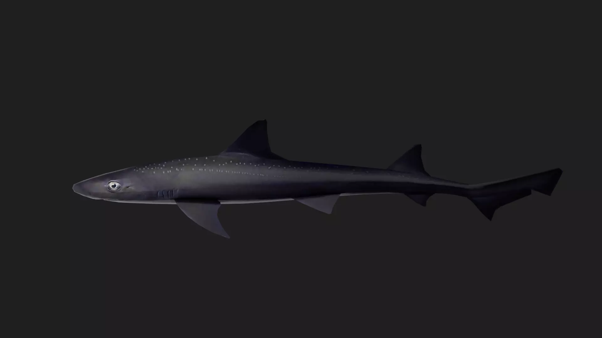 Shark Low-poly 3D model_0