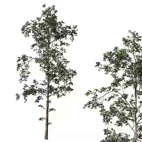 Fb283 Sapling Growth Tree  1 Mat 3D model