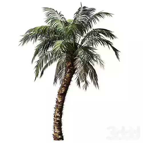 Arabian palm