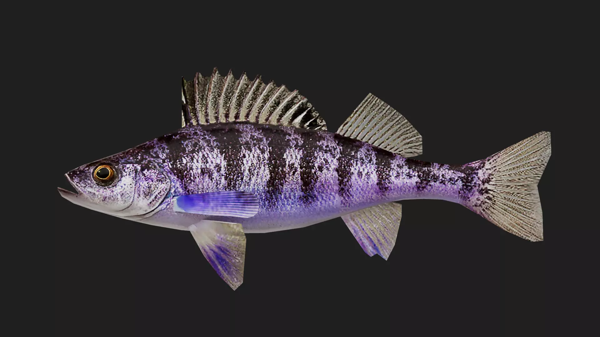 Panfish Low-poly 3D model_0