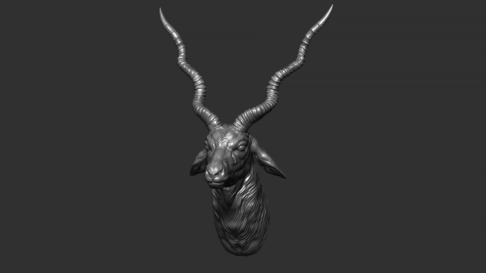 Blackbuck antelope bust 3D print model_18