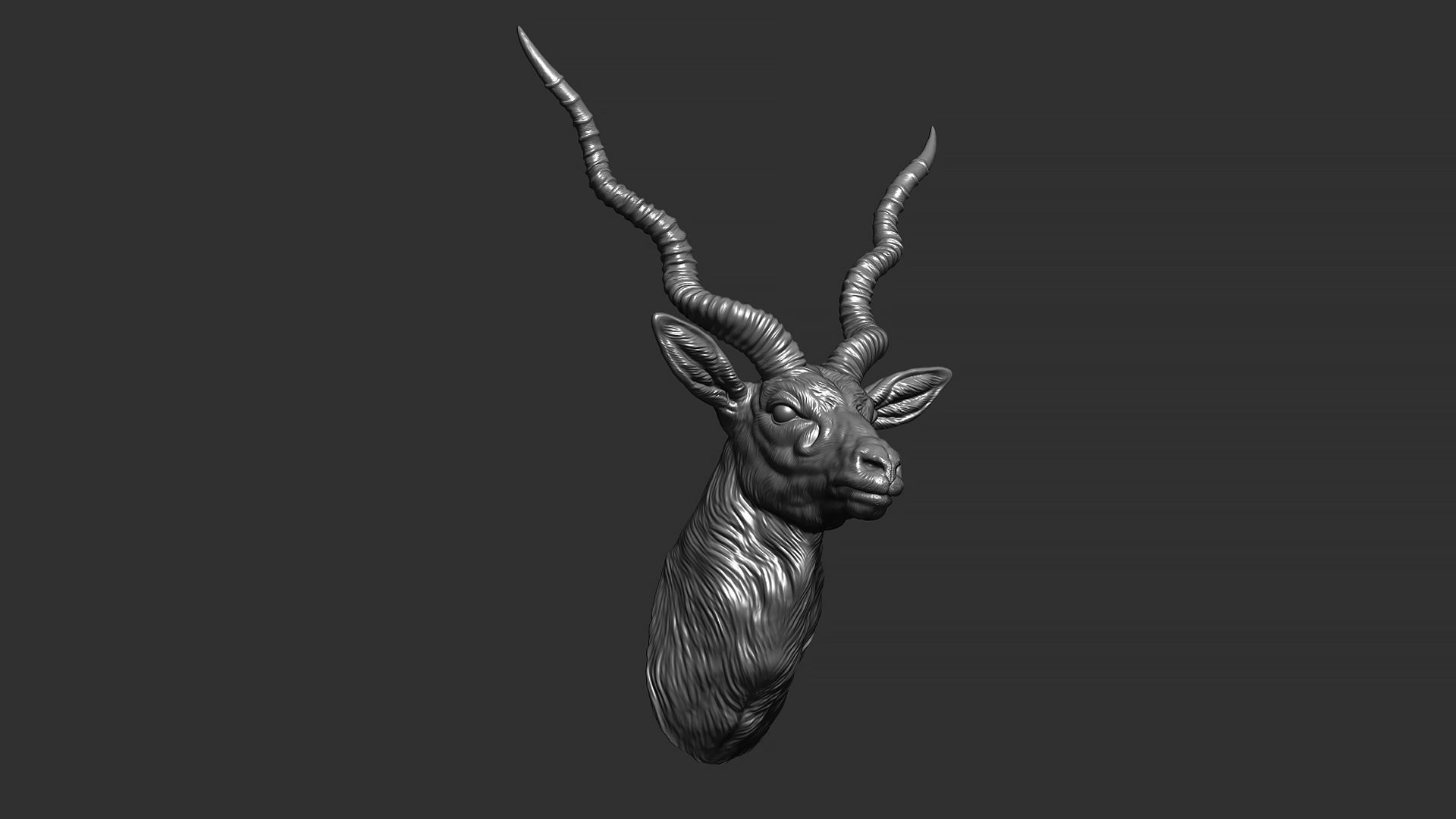 Blackbuck antelope bust 3D print model_12