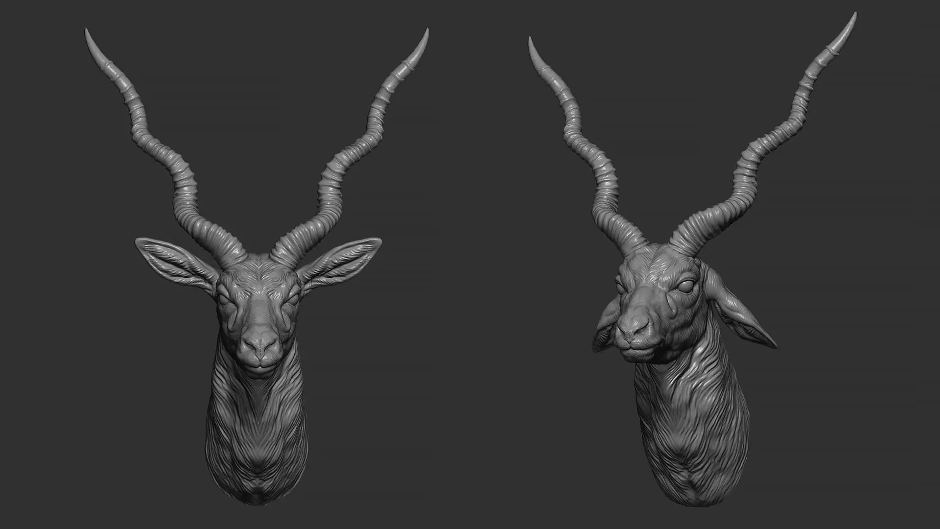 Blackbuck antelope bust 3D print model_0