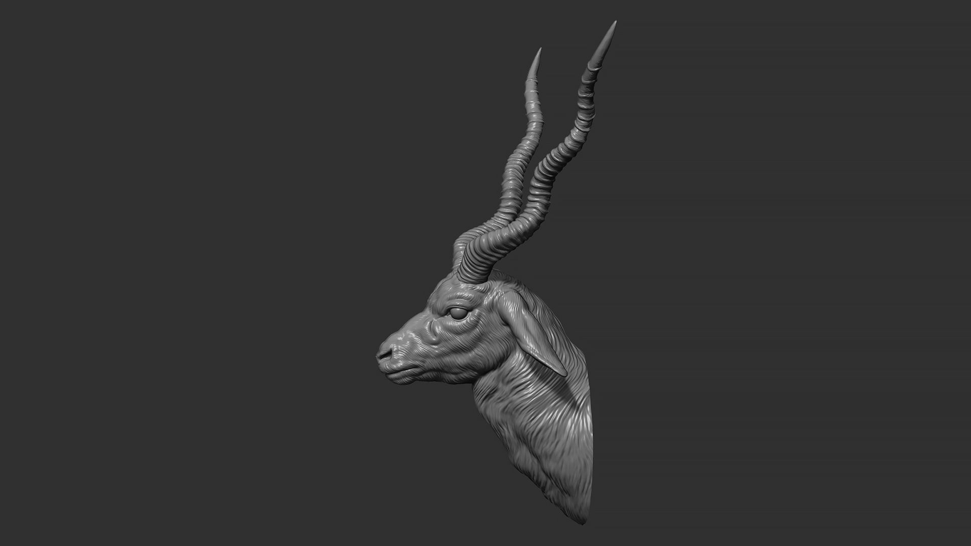 Blackbuck antelope bust 3D print model_17