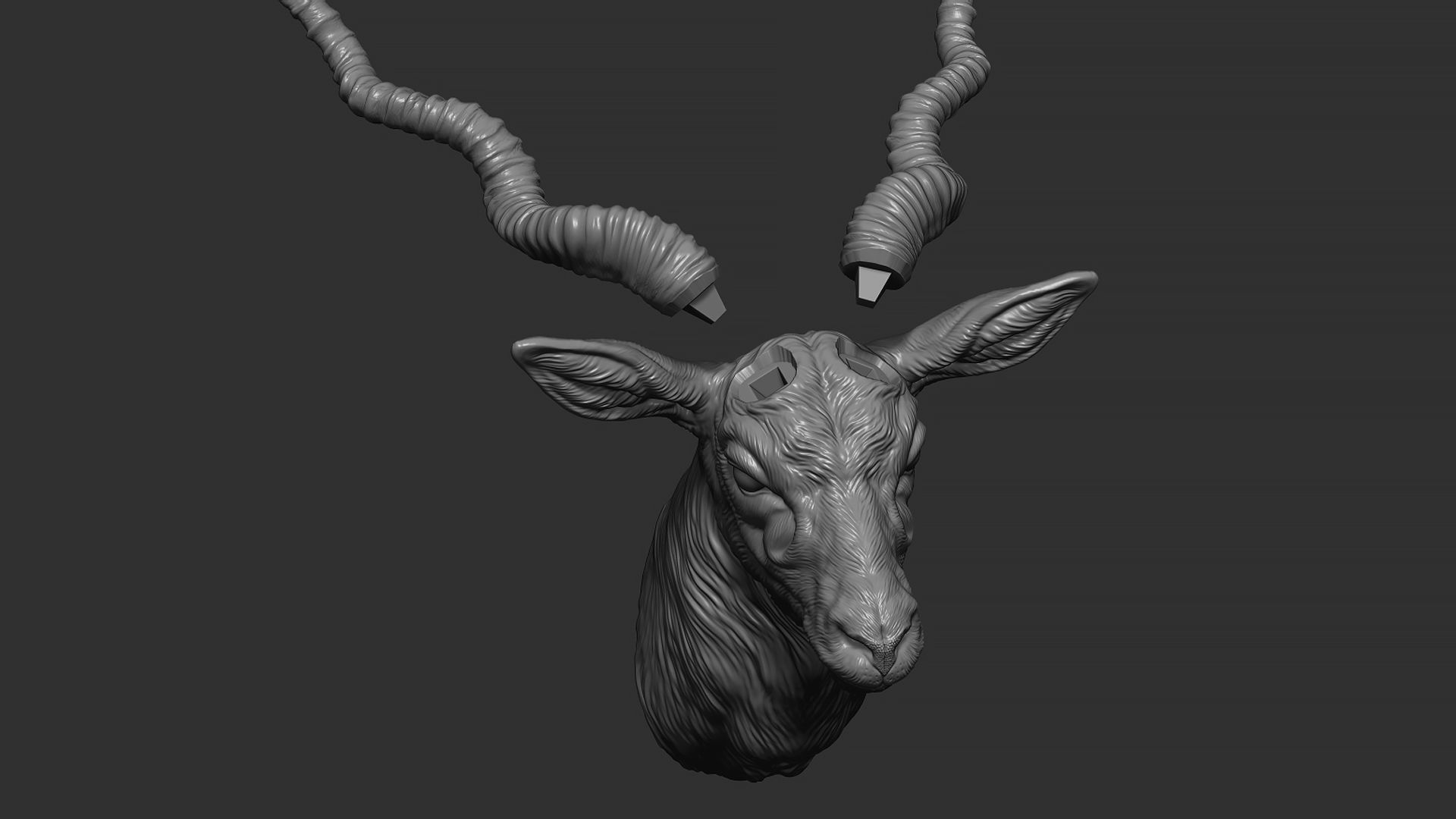 Blackbuck antelope bust 3D print model_13