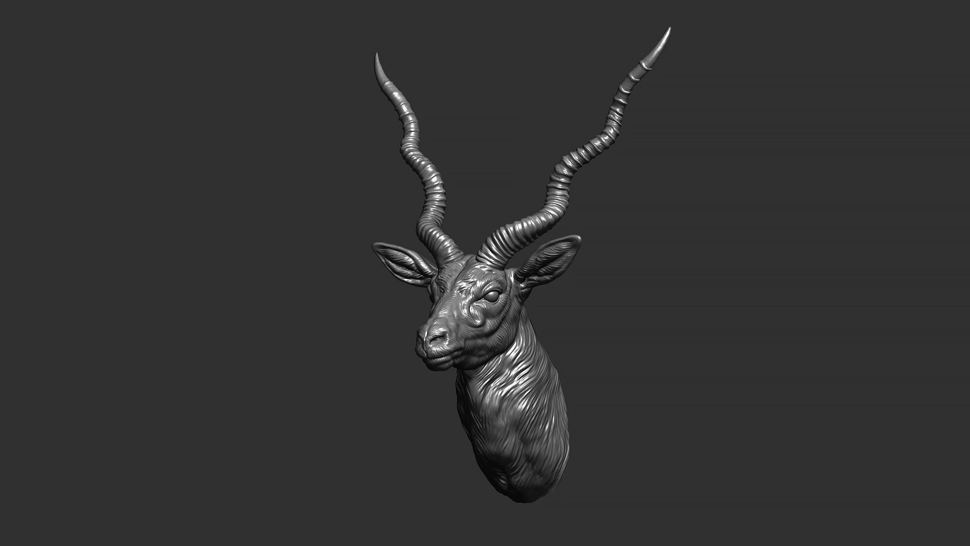 Blackbuck antelope bust 3D print model_11