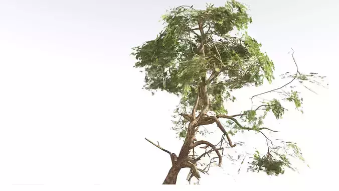 EVERYPlant Utah Juniper LowPoly 3 --16 Models-- Low-poly 3D model