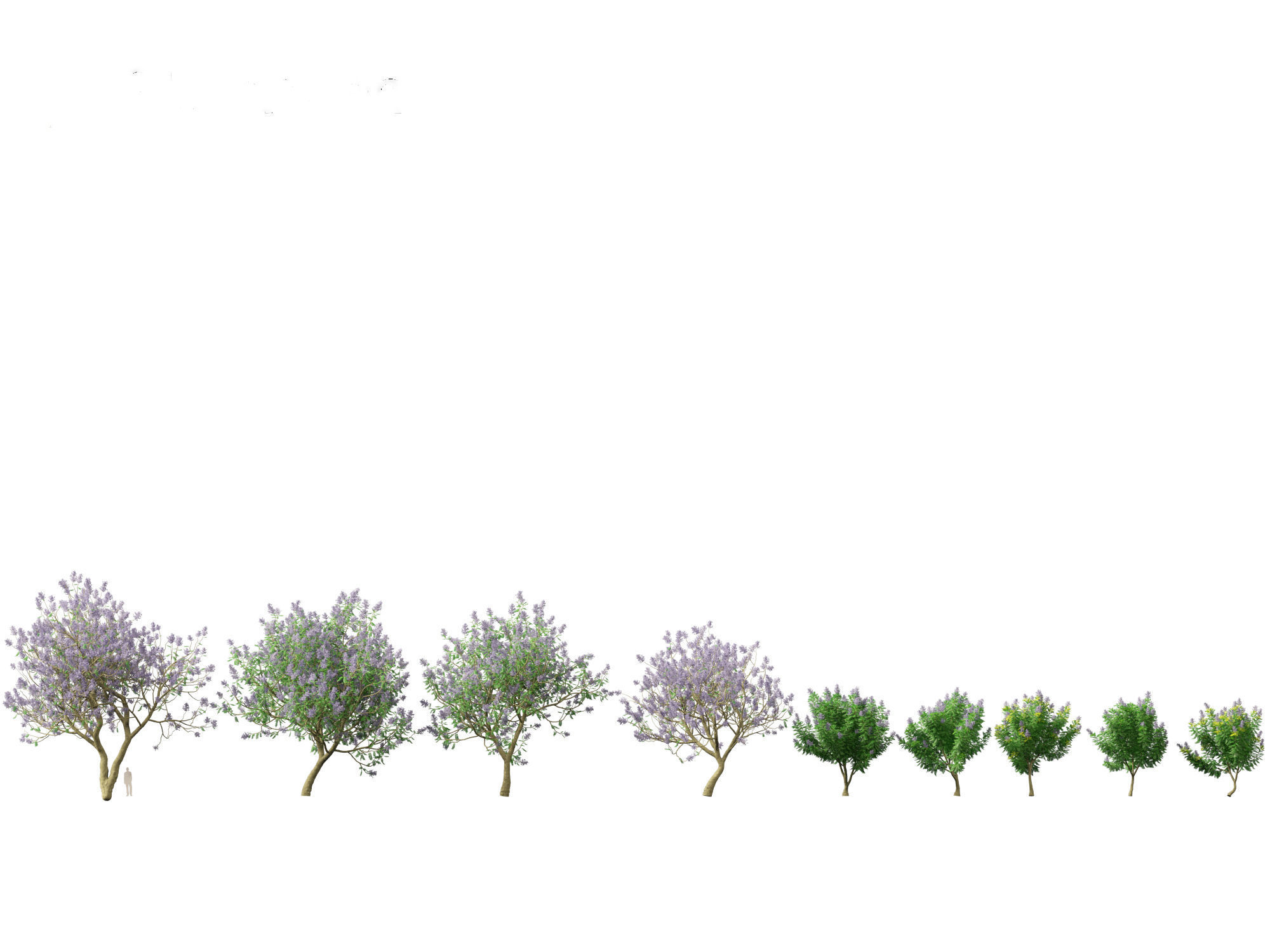 Jacaranda mimosifolia - Jacaranda 3D model_2