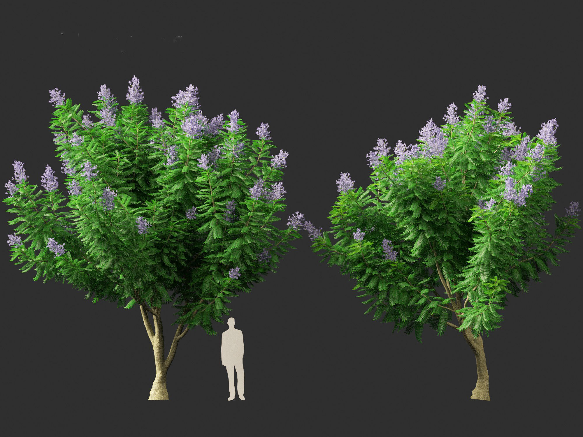 Jacaranda mimosifolia - Jacaranda 3D model_5