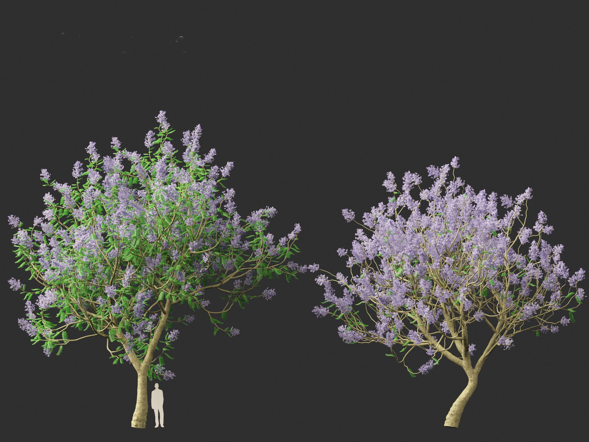 Jacaranda mimosifolia - Jacaranda 3D model_6