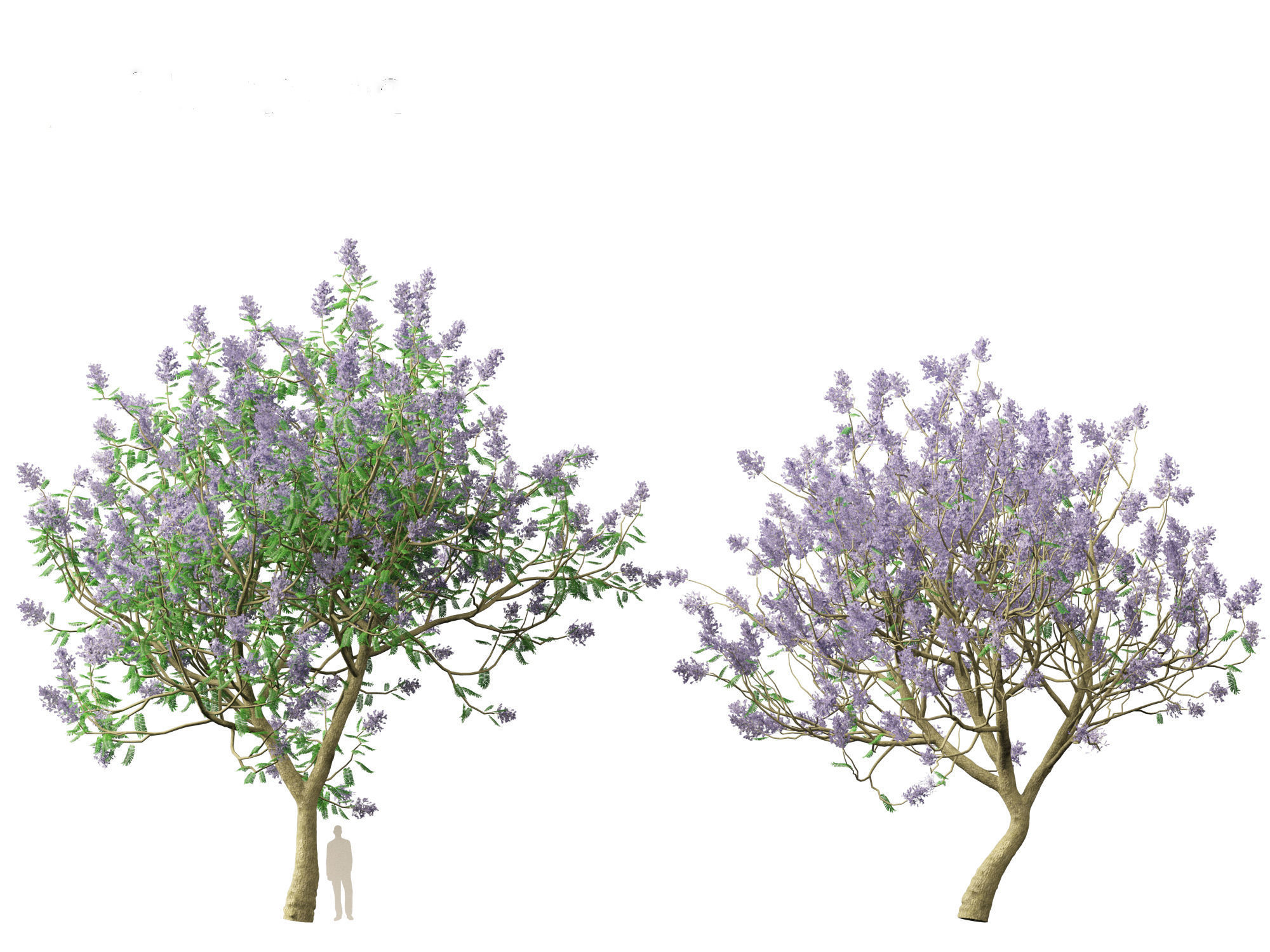 Jacaranda mimosifolia - Jacaranda 3D model_12