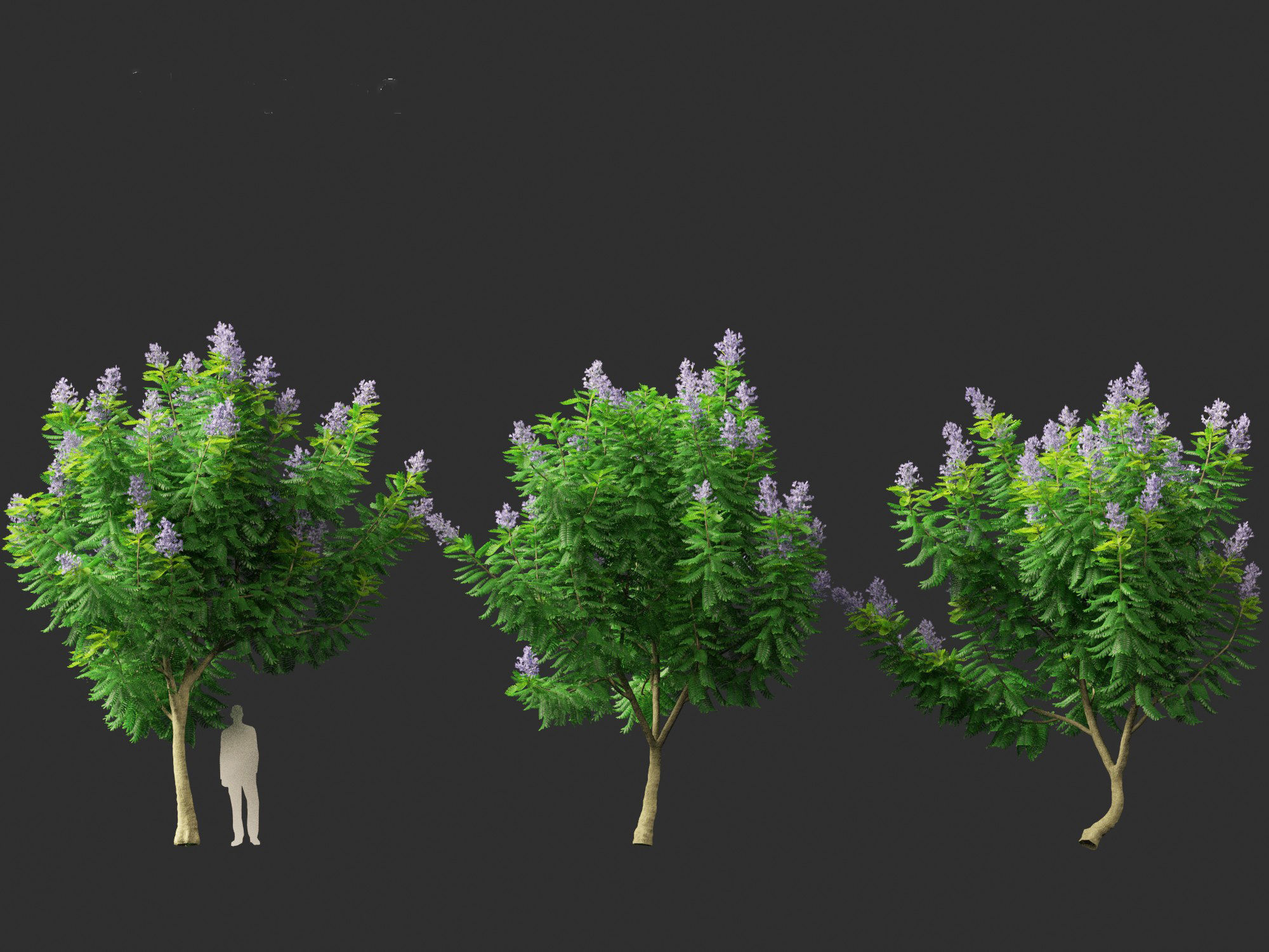 Jacaranda mimosifolia - Jacaranda 3D model_7