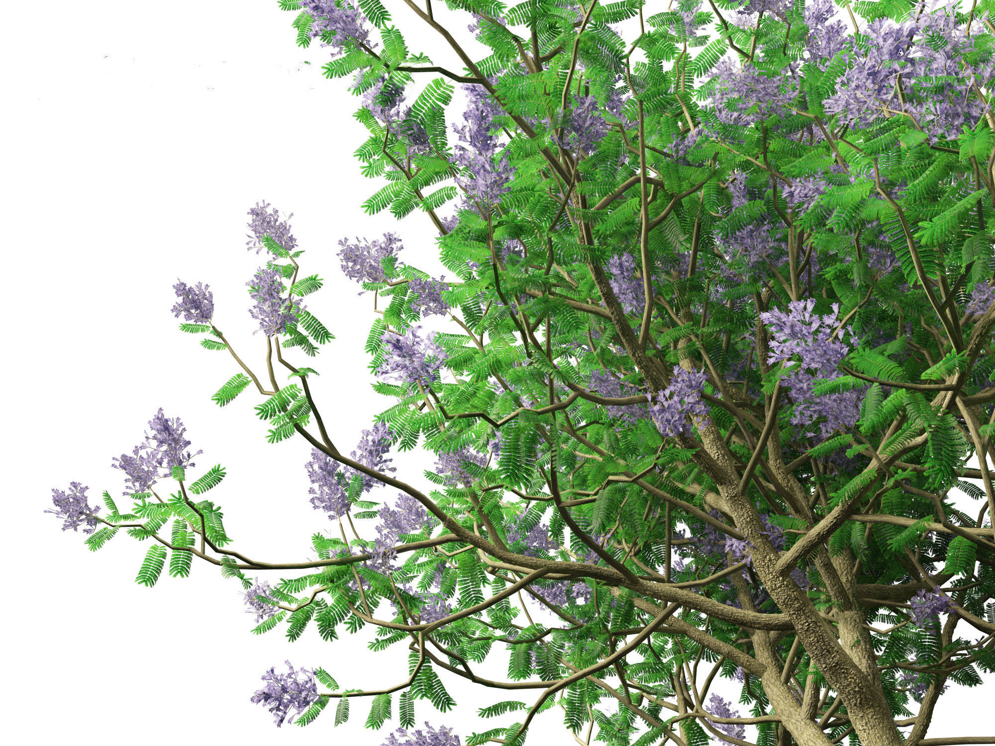 Jacaranda mimosifolia - Jacaranda 3D model_9