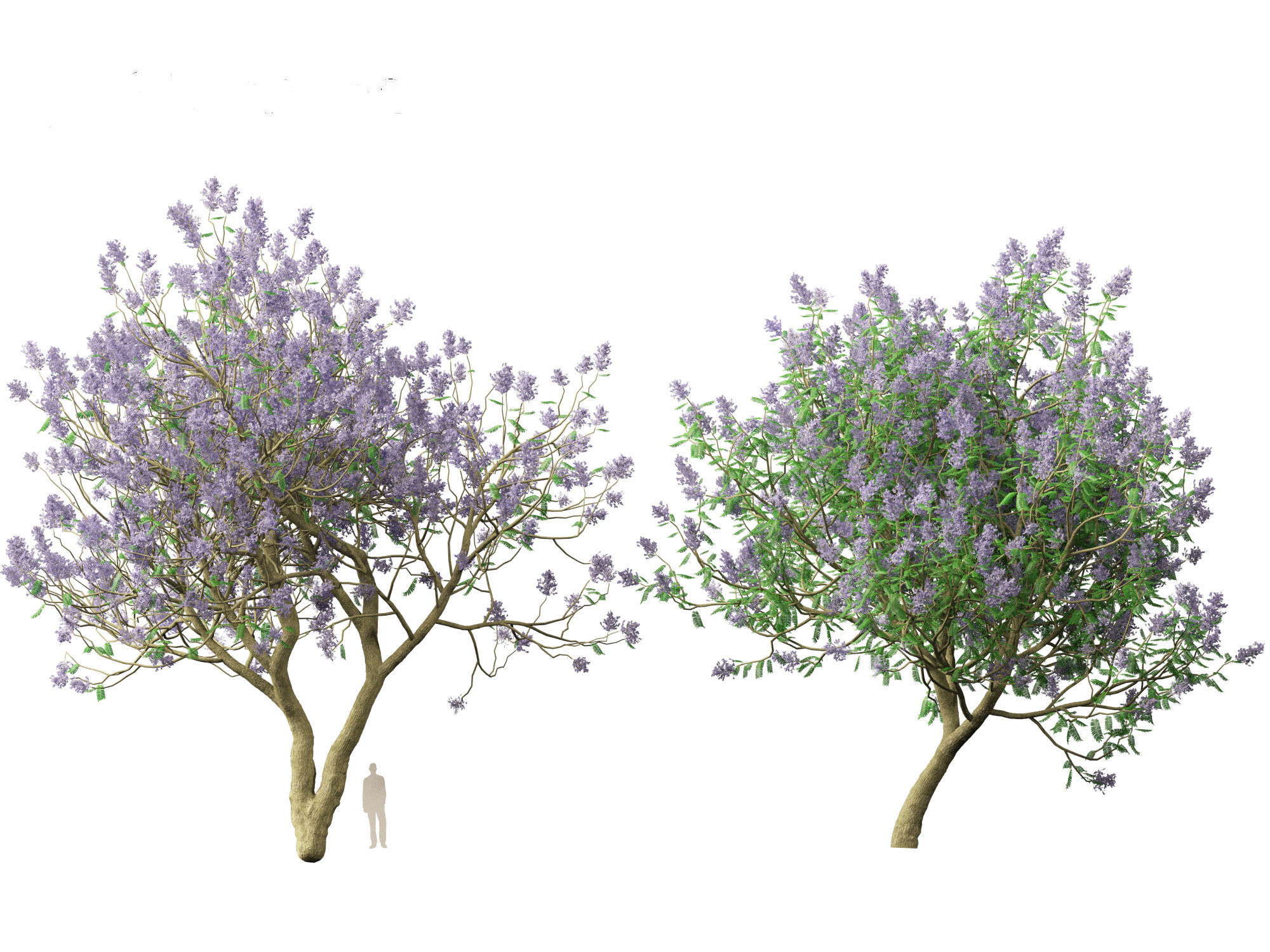 Jacaranda mimosifolia - Jacaranda 3D model_4